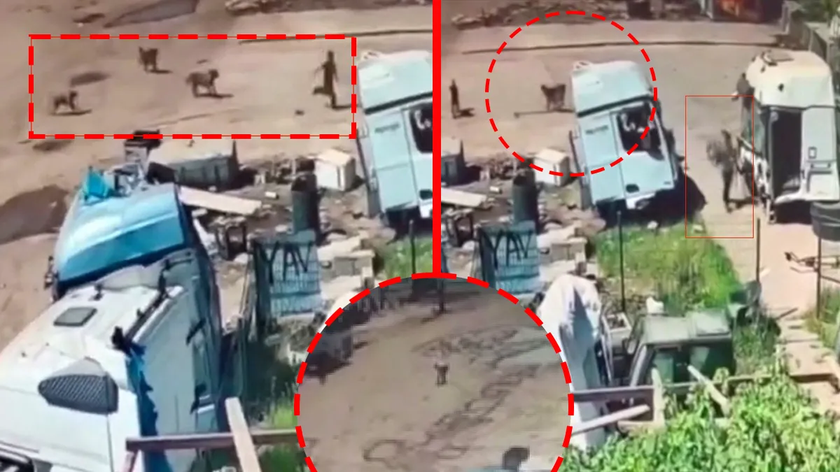 Şırnak’ta korku dolu anlar! Başıboş köpekler küçük çocuğa saldırmıştı: Aynı noktada bu kez yaşlı adama kabusu yaşattılar! Şırnak’ta korku dolu anlar! Başıboş köpekler küçük çocuğa saldırmıştı: Aynı noktada bu kez yaşlı adama kabusu yaşattılar!