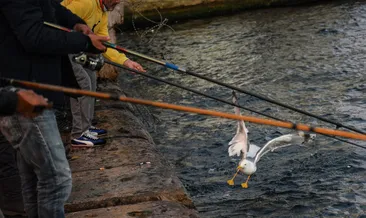 Balık oltasına bu sefer martı takıldı