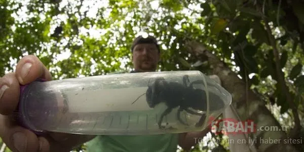 Dünyanın en büyük arısının izi bulundu