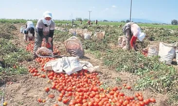 Torbalı’ya domates dopingi
