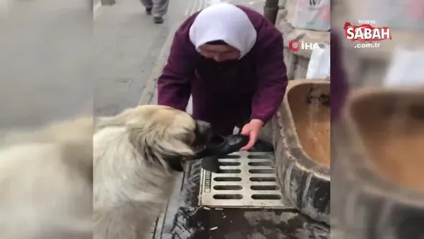 Sivas'ta yaşlı kadın yaptığı bu hareketle sosyal medyada olay oldu | Video