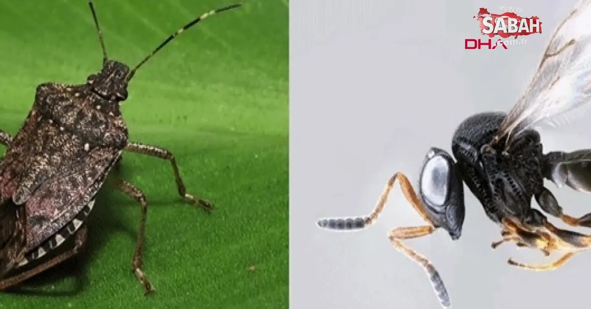 Homiladorlik paytida jinsiy aloqa Direktorlar bilan jinsiy aloqa