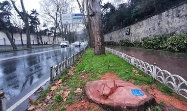 Ağaç işte böyle tedavi edilir