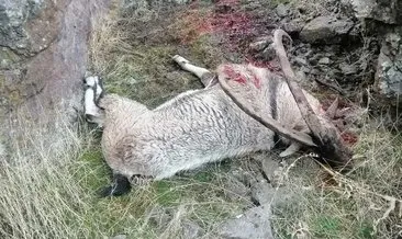 Tunceli’de kaçak avcılar dağ keçisi vurdu!