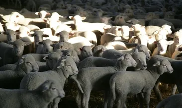 Böylesini ilk kez gördüm