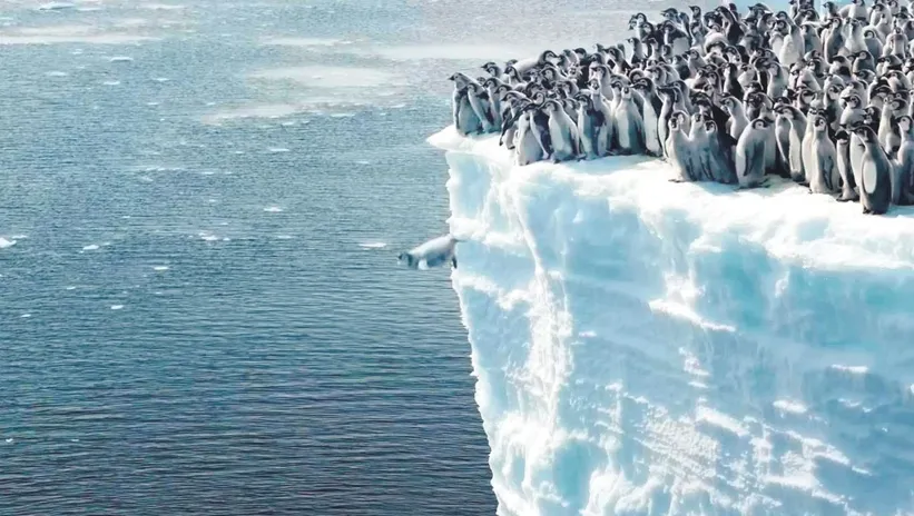 BEBEK PENGUENLERİN KALPLERİ ISITAN GÖRÜNTÜSÜ! DAHA İYİSİ ÇEKİLMEDİ...