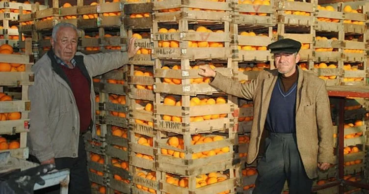 İhracat portakal üreticisini umutlandırdı