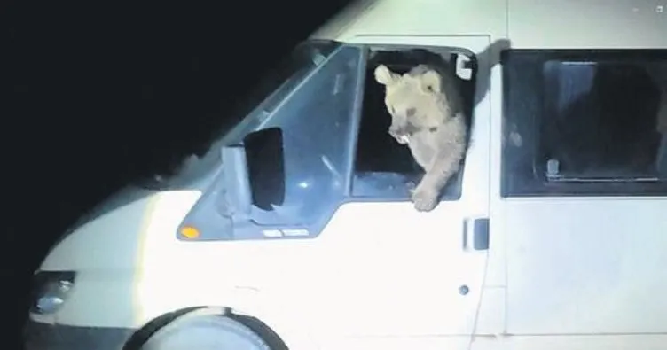Ayılar, yolcu minibüsüne girip yiyecek aradı