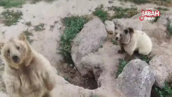 Drone gören ayıların gülümseten görüntüleri | Video