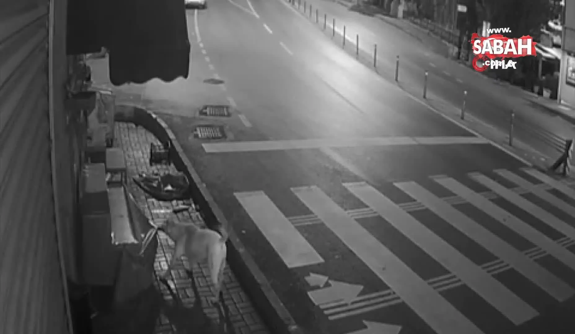 istanbul uskudar da sokak kopeklerinin kedi savasi kamerada video