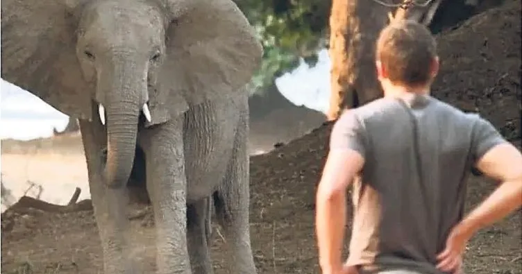 Genç CEO’yu fil ezdi