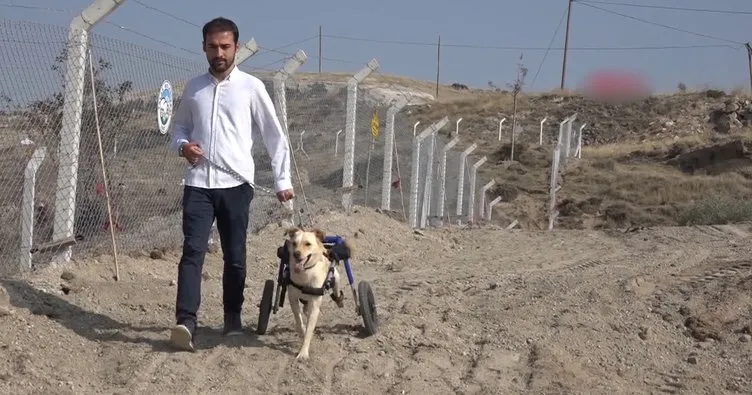 Engelli köpeği sahiplenerek yurtdışından yürüteç getirttiler