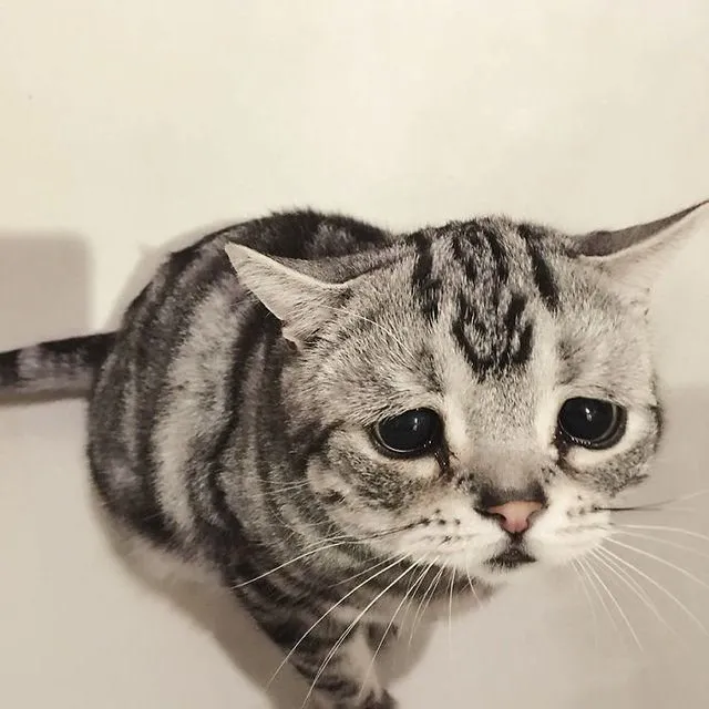 Dünya’nın en üzgün kedisi Luhu