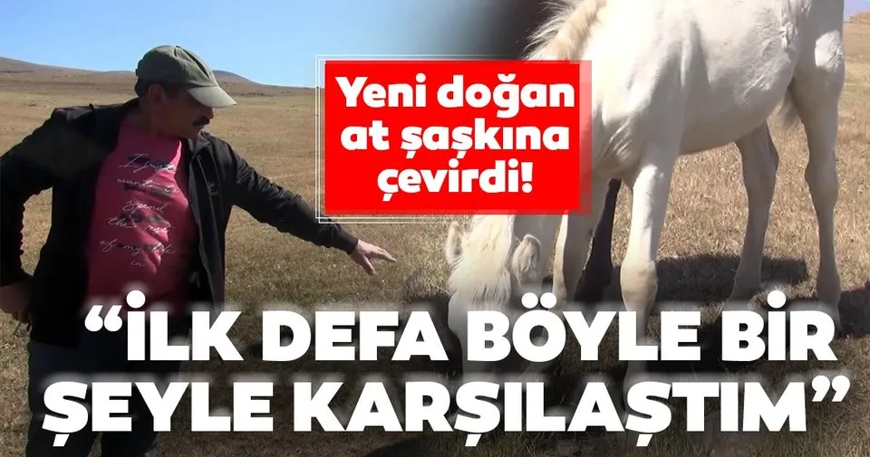 Kars Ta Dunyaya Gelen Albino Tay Gorenleri Saskina Ceviriyor En Son Haber