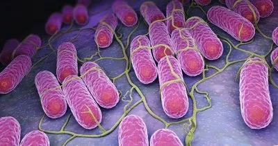 Salmonella virüsü nedir, belirtileri nelerdir ve tedavisi nasıl yapılır? Salmonella bakterisi nasıl bulaşır?