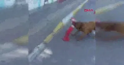 İstanbul Pendik’te kan donduran olay! Denizde saldıran pitbull köpeği öldürdü iddiası