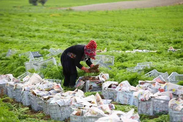 Türkiye’nin sebze ambarı Beypazarı’nda kış havucu hasadı başladı