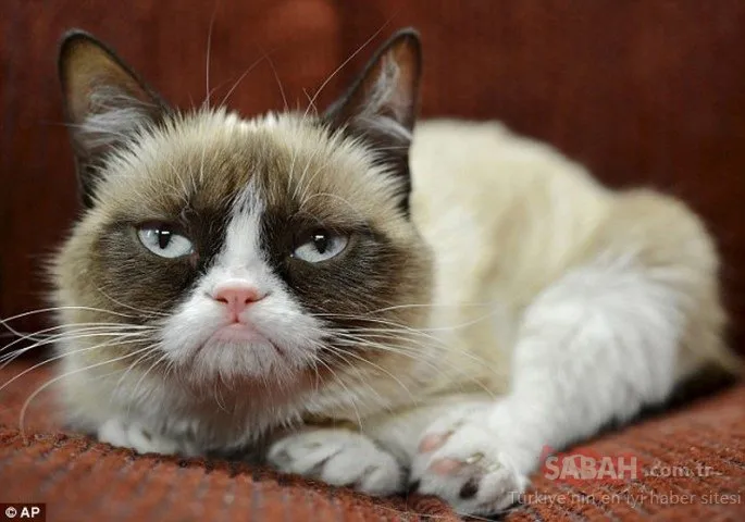 Sosyal medya fenomeni ‘Grumpy Cat’ hayatını kaybetti!