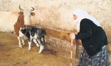 Sarıgül Nine, buzağısının parasını Filistin’e gönderecek #kars