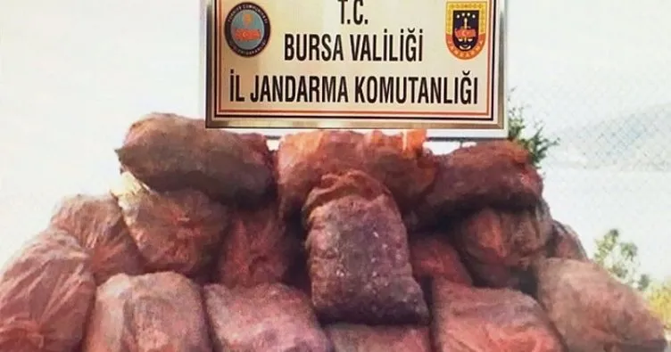 Bursa’da 30 ton kaçak midye ele geçirildi