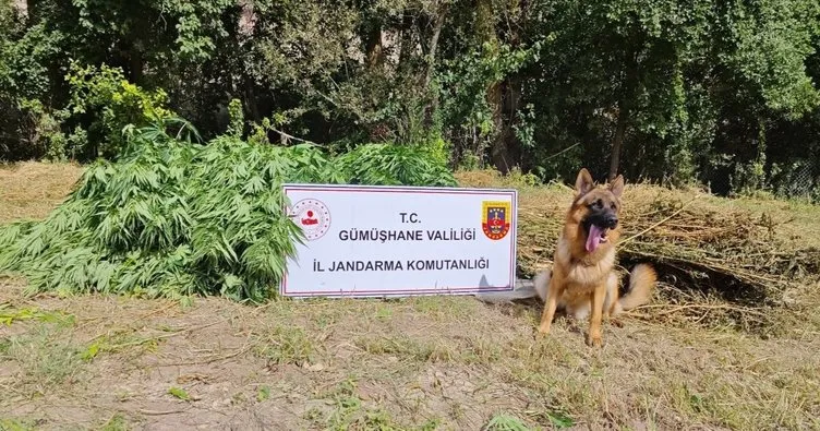 Gümüşhane’de uyuşturucu operasyonu:1 kişi tutuklandı