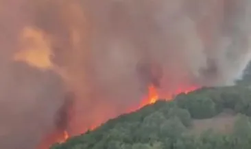 Slovenya’da çıkan orman yangınında 1000 hektarlık alan yok oldu