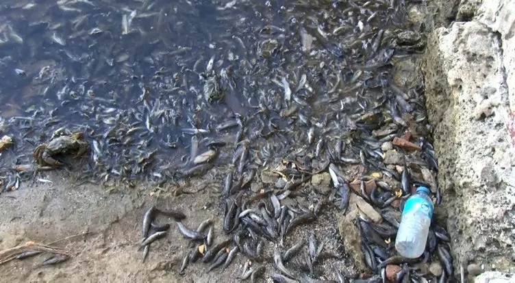 Küçükçekmece gölünde binlerce balık kıyıya vurdu