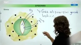 EBA TV - 12. Sınıf Biyoloji Konu, Bitkisel Dokular