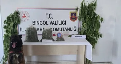Bingöl’de 279 kök kenevir ele geçirildi #bingol