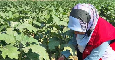 Şanlıurfa’da “Alo Ziraat Doktorum” projesi #sanliurfa