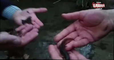 Ejderhaya benzettikleri su canlısı bakın ne çıktı | Video