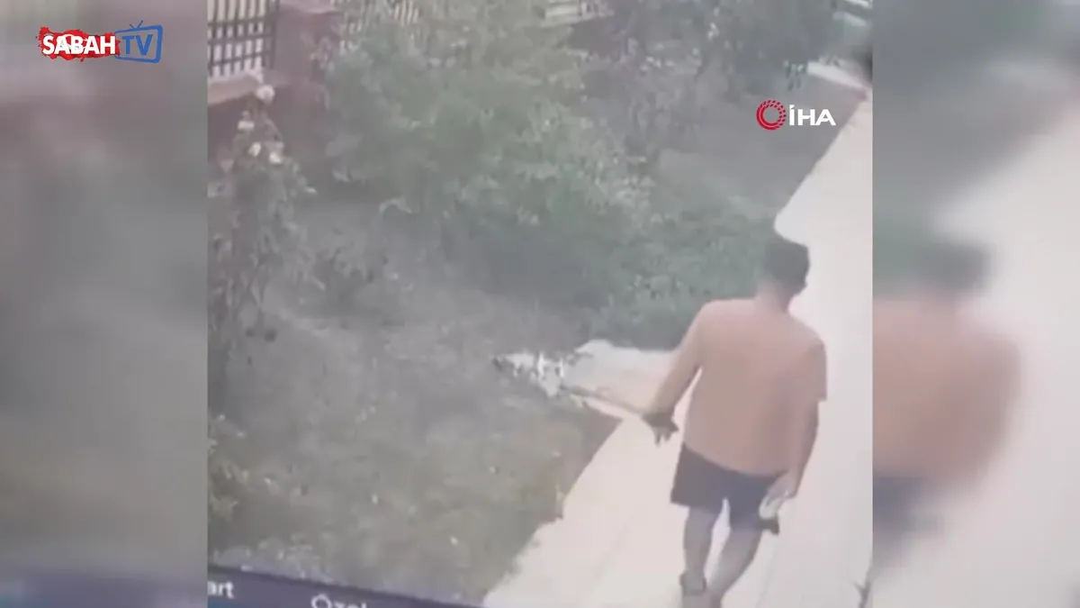 İzmir'de köpeğini gezdiren şahıs, anne kediye tekme attı! O anlar kamerada