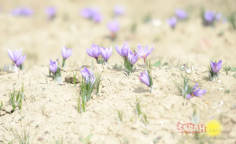 'Kırmızı altın' hasadı başladı!
