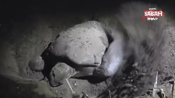Anaç deniz kaplumbağasının denize ulaşma mücadelesi kamerada