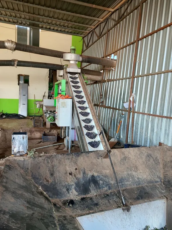 aksoy-zeytin-uretiminde-12-bin-500-ton-rekolte-bekliyoruz-1736103951078.jpg