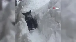 Tunceli’de kara gömülen köpeğin mücadelesi kamerasında