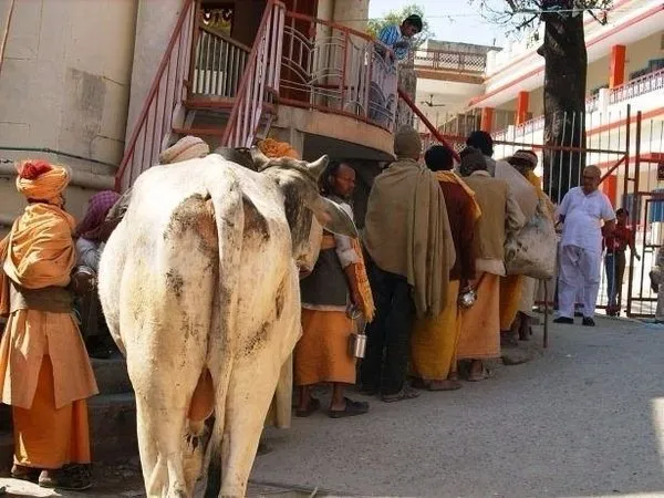 Görüntüler Hindistan'dan! Sosyal medya onları konuştu