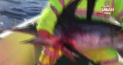 İzmir Yeni Foça’da oltayla 42 kiloluk kılıç balığı yakaladılar
