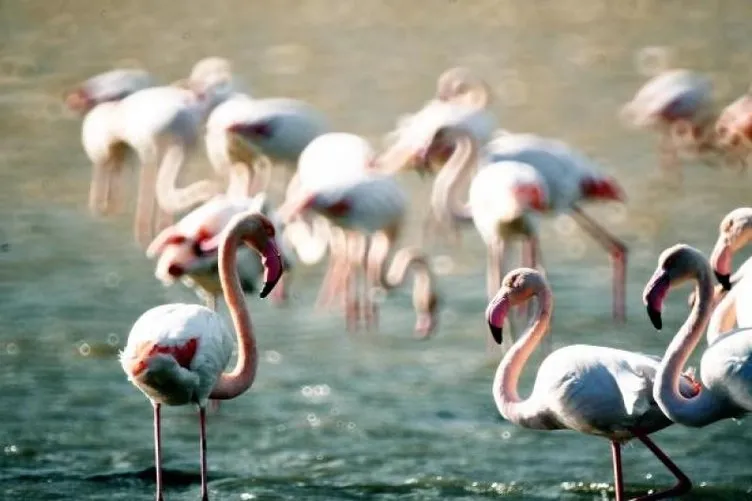 Soğuk havalardan kaçan flamingolar Milas’ta toplandı