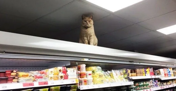 Marketten çıkmayan kedi!