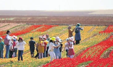 Hollanda’dan geldi Karaman’da lale ekti #karaman