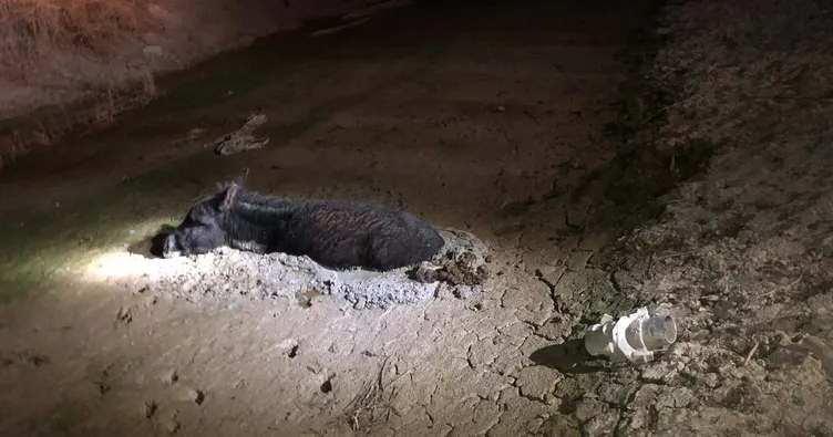 İtfaiyeden ‘eşek’ operasyonu