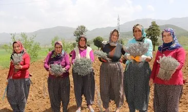 Kadınlar Anadolu’yu lavanta vadisine dönüştürüyor #adana