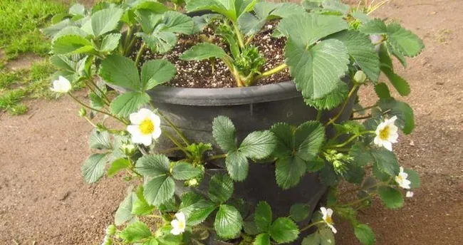 ruyada saksi gormek anlami nedir ruyada saksi sulamak tabiri anlami ruya tabirleri haberleri