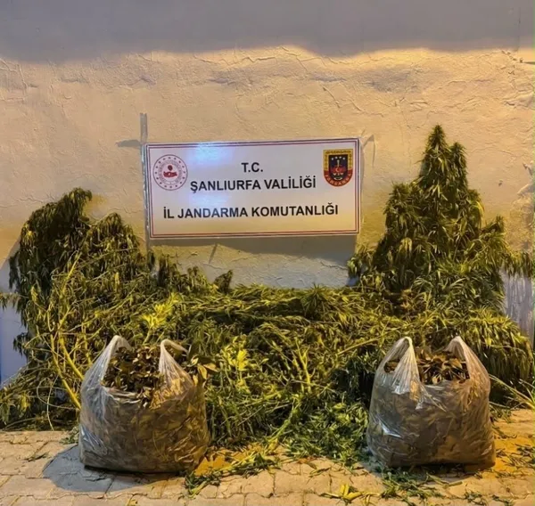 uyusturucu-tacirlerine-darbe-yuzlerce-kok-kenevir-ele-gecirildi-1787740216415.jpg