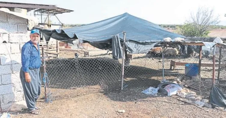 Koyunları çalındı gözyaşlarına boğuldu