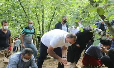 Vali, fındık işçileri ile elele