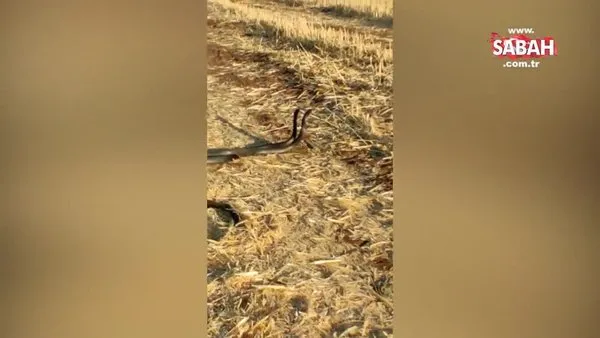 Siverek’te yılanların dansı | Video