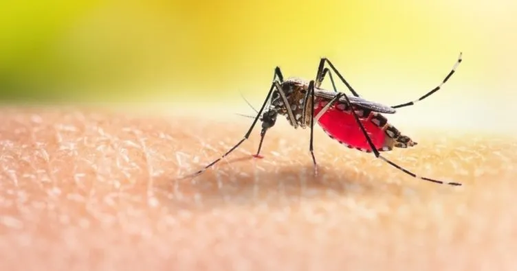 Sivrisineğin Faydaları Nelerdir? Sivrisinek Ne İşe Yarar, Doğaya Yararları Neler?