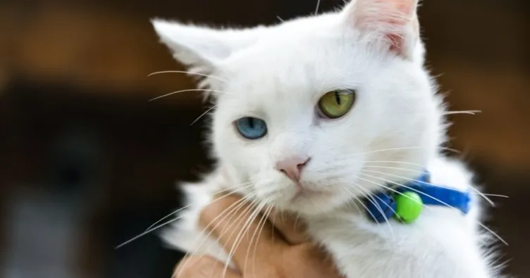 Dünyadaki kedi cinsleri çeşitleri: Kedi ırkları ve türleri ile özellikleri nelerdir?